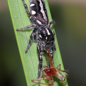 Sandalodes scopifer at Yarralumla, ACT - 6 Feb 2025 12:44 PM