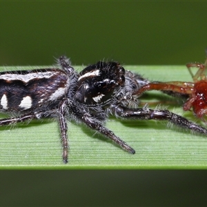 Sandalodes scopifer at Yarralumla, ACT - 6 Feb 2025 12:44 PM