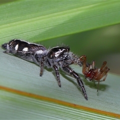 Sandalodes scopifer at Yarralumla, ACT - 6 Feb 2025 12:44 PM