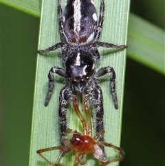 Sandalodes scopifer at Yarralumla, ACT - 6 Feb 2025 12:44 PM