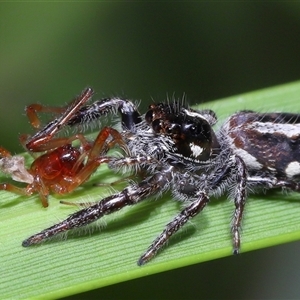 Sandalodes scopifer at Yarralumla, ACT - 6 Feb 2025 12:44 PM