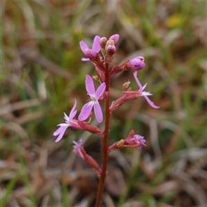 Stylidium graminifolium at Krawarree, NSW - 27 Nov 2024 03:39 PM