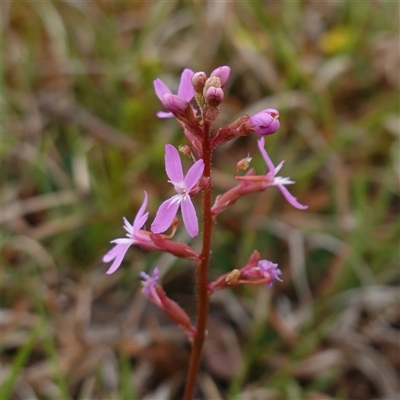 Stylidium graminifolium (grass triggerplant) at Krawarree, NSW - 27 Nov 2024 by RobG1