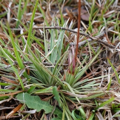 Stylidium graminifolium at Krawarree, NSW - 27 Nov 2024 03:39 PM