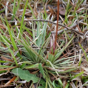 Stylidium graminifolium at Krawarree, NSW - 27 Nov 2024 03:39 PM