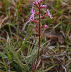 Stylidium graminifolium at Krawarree, NSW - 27 Nov 2024 03:39 PM