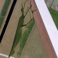 Podacanthus viridiroseus (Red-winged stick insect) at Vincentia, NSW - 8 Feb 2025 by JodieR