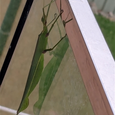 Podacanthus viridiroseus (Red-winged stick insect) at Vincentia, NSW - 8 Feb 2025 by JodieR