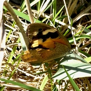 Heteronympha merope (Common Brown Butterfly) at Cook, ACT - 26 Feb 2025 by KMcCue