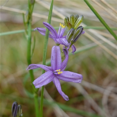 Caesia calliantha (Blue Grass-lily) at Krawarree, NSW - 27 Nov 2024 by RobG1