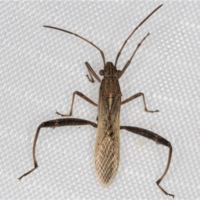 Melanacanthus scutellaris (Small brown bean bug) at Melba, ACT - 23 Feb 2025 by kasiaaus