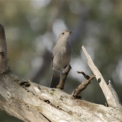 Unidentified Small (Robin, Finch, Thornbill etc) at Forde, ACT - 29 Jun 2024 by TimL