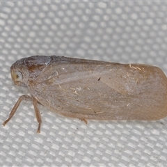 Anzora unicolor (Grey Planthopper) at Melba, ACT - 23 Feb 2025 by kasiaaus