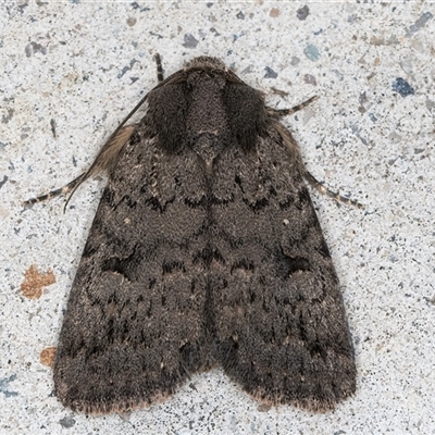 Thoracolopha (genus) (A Noctuid moth) at Melba, ACT - 23 Feb 2025 by kasiaaus