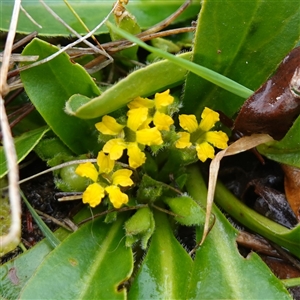 Goodenia montana at Krawarree, NSW - 27 Nov 2024 04:04 PM