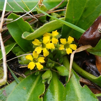 Goodenia montana (Mountain Velleia) at Krawarree, NSW - 27 Nov 2024 by RobG1