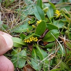 Goodenia montana at Krawarree, NSW - 27 Nov 2024 04:04 PM