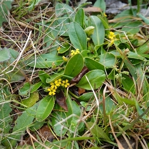 Goodenia montana at Krawarree, NSW - 27 Nov 2024 04:04 PM