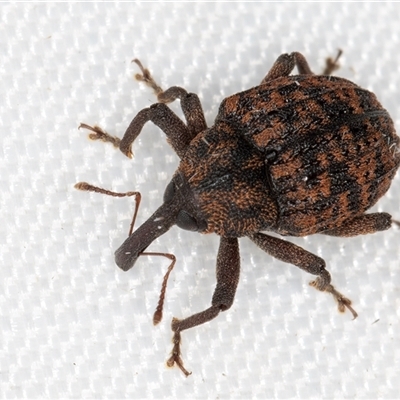 Melanterius costipennis (A weevil) at Melba, ACT - 23 Feb 2025 by kasiaaus