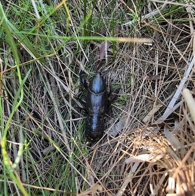 Unidentified Crustacean (Crustacea) at Bonython, ACT - 1 Mar 2025 by GG