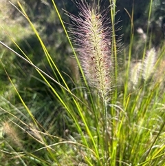 Cenchrus purpurascens (Swamp Foxtail) at Bonython, ACT - 1 Mar 2025 by GG