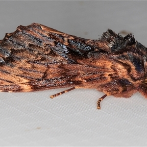 Sorama bicolor at Melba, ACT - 24 Feb 2025 11:23 PM