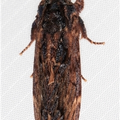 Sorama bicolor at Melba, ACT - 24 Feb 2025 11:23 PM