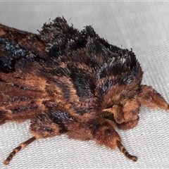 Sorama bicolor at Melba, ACT - 24 Feb 2025 11:23 PM