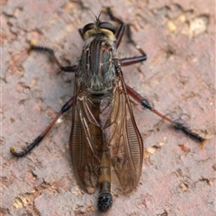 Neoaratus hercules (Herculean Robber Fly) at Bargo, NSW - 30 Oct 2024 by Snows