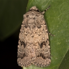 Proteuxoa capularis (Half-moon Noctuid) at Melba, ACT - 24 Feb 2025 by kasiaaus