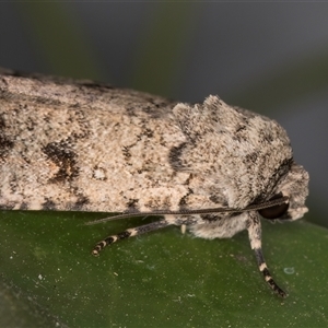 Proteuxoa capularis at Melba, ACT - 24 Feb 2025 11:30 PM