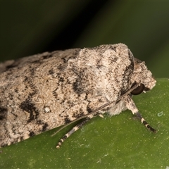 Proteuxoa capularis at Melba, ACT - 24 Feb 2025 11:30 PM