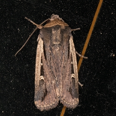 Proteuxoa tortisigna (Streaked Rictonis Moth) at Melba, ACT - 25 Feb 2025 by kasiaaus