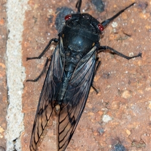 Psaltoda moerens (Redeye cicada) at Bargo, NSW - 28 Oct 2024 by Snows