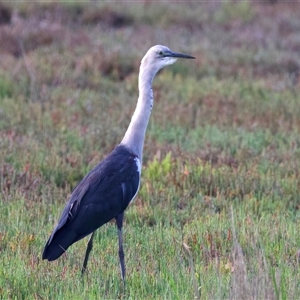 Ardea pacifica at Moruya, NSW - 21 Feb 2025 05:05 PM