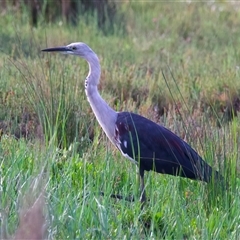 Ardea pacifica at Moruya, NSW - 21 Feb 2025 05:05 PM