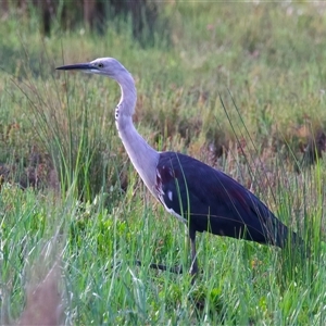 Ardea pacifica at Moruya, NSW - 21 Feb 2025 05:05 PM