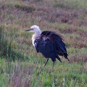 Ardea pacifica at Moruya, NSW - 21 Feb 2025 05:05 PM