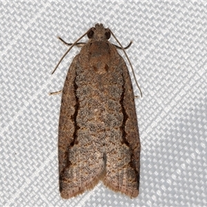 Meritastis undescribed species at Melba, ACT - 25 Feb 2025 11:34 PM