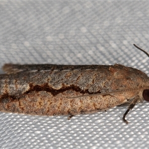 Meritastis undescribed species at Melba, ACT - 25 Feb 2025 11:34 PM