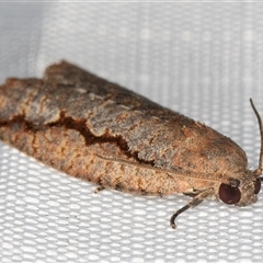 Meritastis undescribed species at Melba, ACT - 25 Feb 2025 11:34 PM