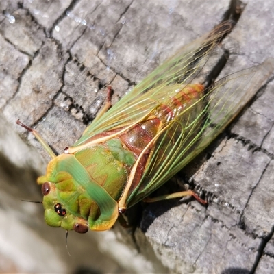 Cyclochila australasiae (Greengrocer, Yellow Monday, Masked devil) at Bargo, NSW - 30 Dec 2024 by Snows