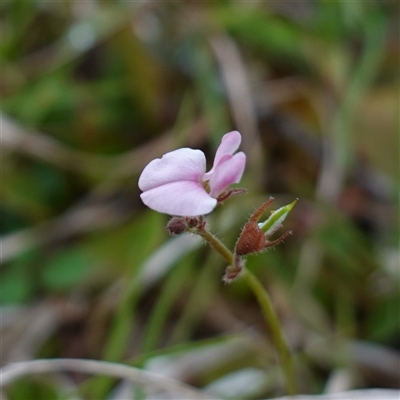 Desmodium rhytidophyllum at Krawarree, NSW - 27 Nov 2024 by RobG1