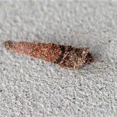 Conoeca or Lepidoscia (genera) IMMATURE (Unidentified Cone Case Moth larva, pupa, or case) at Bargo, NSW - 28 Oct 2024 by Snows