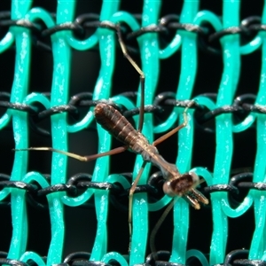 Archimantis sp. (genus) at Bargo, NSW - 27 Oct 2024 by Snows