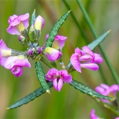 Mirbelia rubiifolia (Heathy Mirbelia) at Bargo, NSW - 19 Oct 2024 by Snows