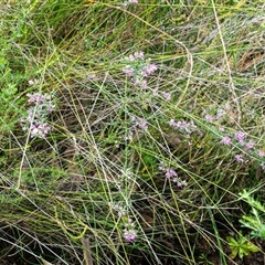 Mirbelia rubiifolia at Bargo, NSW - 19 Oct 2024 02:34 PM