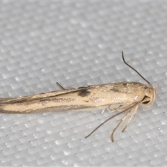 Stathmopoda hyposcia at Melba, ACT - 25 Feb 2025 11:37 PM