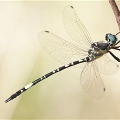 Parasynthemis regina (Royal Tigertail) at Wallaroo, NSW - 1 Mar 2025 by Anna123