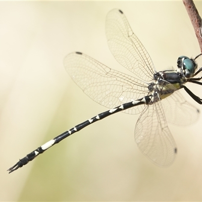 Parasynthemis regina (Royal Tigertail) at Wallaroo, NSW - 1 Mar 2025 by Anna123